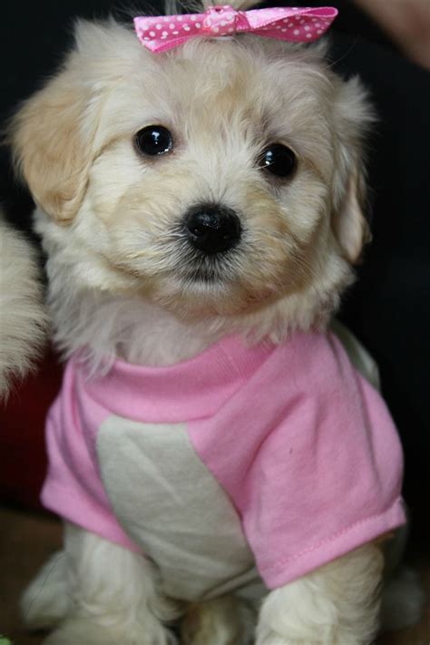 Male puppy will be ready by the week of christmas. Toy Female Maltipoo puppies in va Malti-poo puppies ...