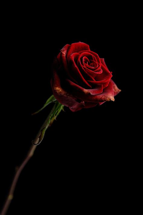 Red Rose In Black Background Photo Free Image On Unsplash
