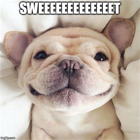 Smiling Puppy Memes Imgflip