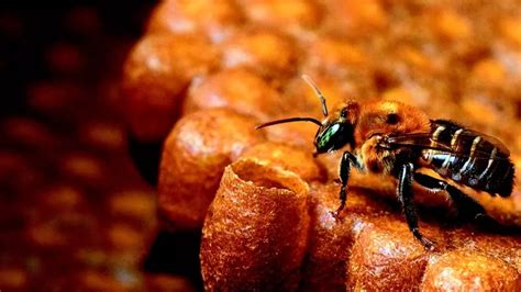 Projeto Implanta Colmeias De Abelhas Sem Ferrão No Botânico Acidade