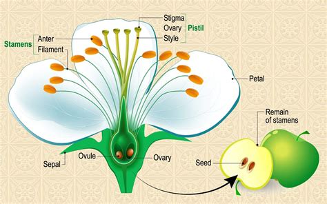 Anatomy Of Flowering Plants Class Ncert Notes Leverage Edu