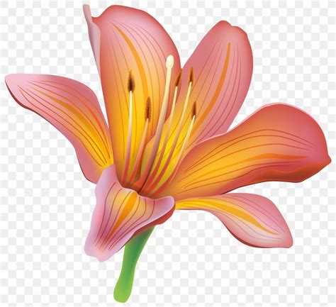 Tiger Lily Easter Lily Lilium Bulbiferum Flower Clip Art PNG