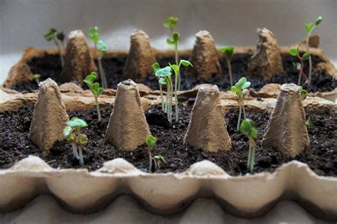 Vegetable Seed Germination Chart In India Gardening Tips