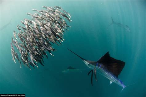 Bensozia Hunting Sailfish