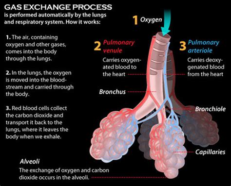 Gas Exchange Process The Respiratory System