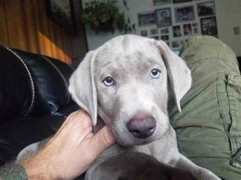 Pin By Dennis Featheringham On Ollie Our Silver Lab Labrador