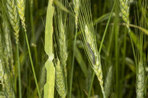Armyworm Worth The Look In High Risk Crops Purdue University Pest