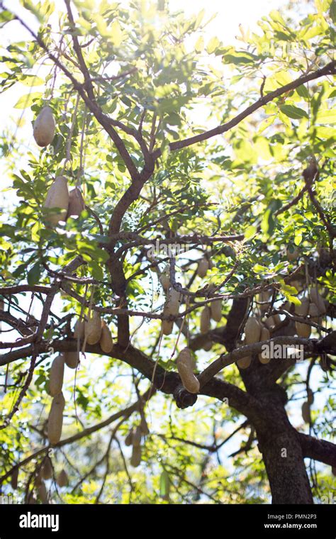 Sausage Tree Kigelia Africana In The Municipal Garden Of Funchal The