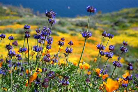 Death Valley Flowers In March The 10 Best Places To See Wildflowers
