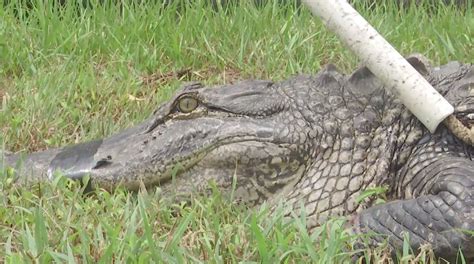 8 Foot Alligator Caught In Charlotte County May Be Killed