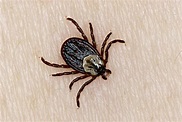 10 Tips to Avoid Tick Bites