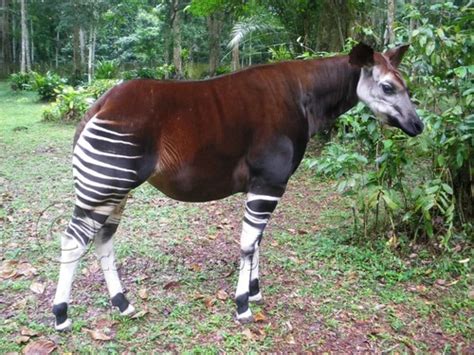 Okapi Okapia Johnstoni · Naturalista