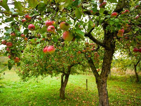 12 Fast Growing Fruit Trees And Vegetables For Your Home