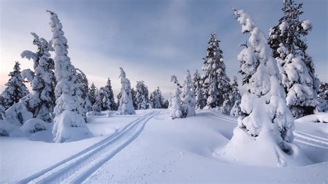 Snow Covered Trees And Landscape Under Cloudy Blue Sky Hd
