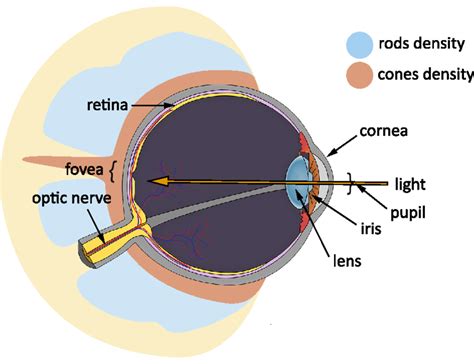 1 Diagram Of The Human Eye Rods And Cones Densities Are Drawn Around