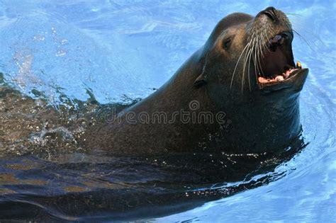 Portrait California Sea Lion With Open Mouth Stock Photo Image Of