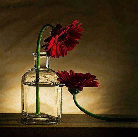 25 Stunning Examples of Still Life Photography