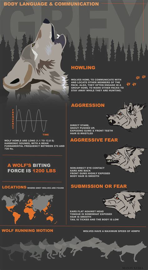 Infographic Wolf On Behance