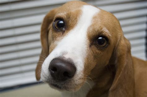 Beagle Eyes Cute Beagle That Looks Like Its Begging Emily