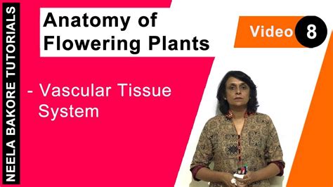 Anatomy Of Flowering Plants Vascular Tissue System Youtube