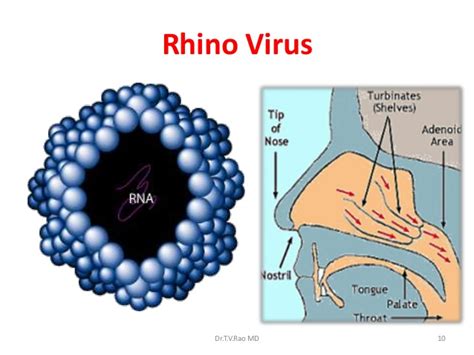 The data used to solve the structure. Rhinovirus an update