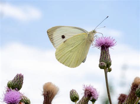 Take Part In The Big Butterfly Count 2019 Westbury Garden Rooms