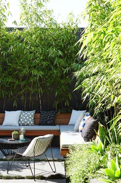 The Best Backyard Plants To Grow For Privacy Obsigen