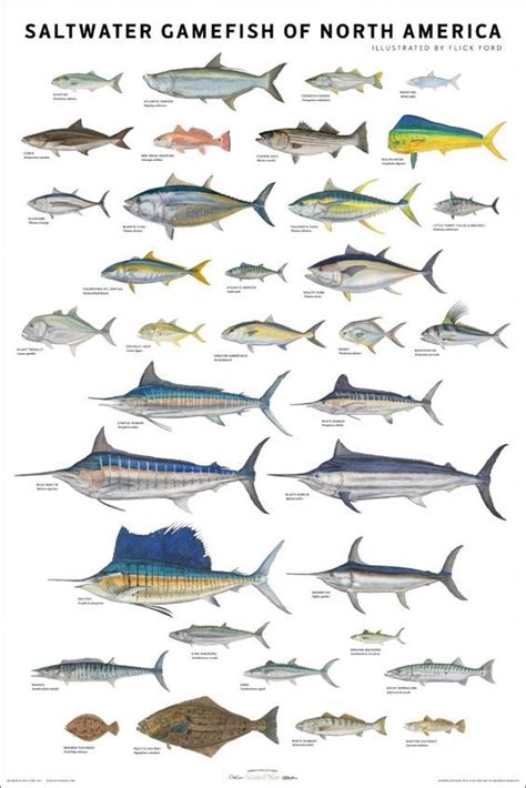 Salt Water Fish Chart