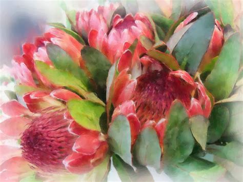 Protease buying leads ☆ find protease buyers, importers, wholesalers and distributors. A Passion for Flowers: Protea in Art