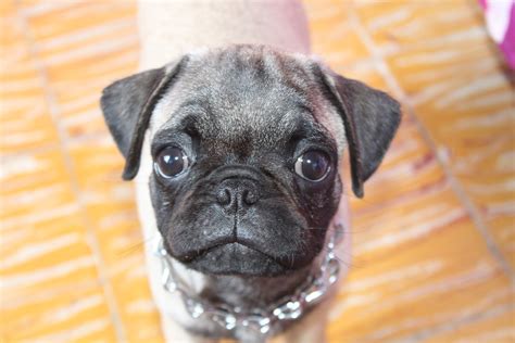 About Pug Page 31 Of 106 Cute Pugs Funny Pugs Pug Stories All Pugs