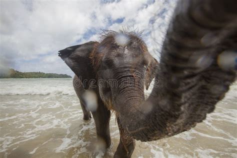Baby Elephant At The Beach Stock Image Image Of Thailand 76671965
