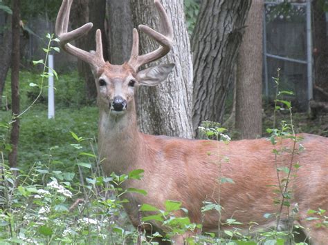 Minnesota Seasons Whitetail Deer