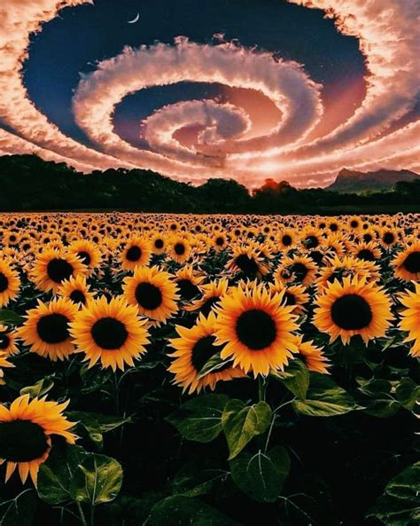 Free Download Sunflower Clouds Graphics Edit Sunflower