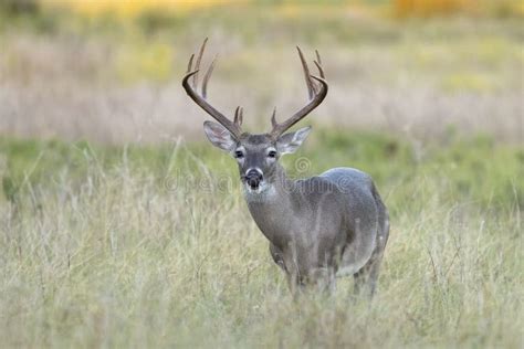 Whitetail Deer Buck In Texas Farmland Stock Image Image Of Outdoors