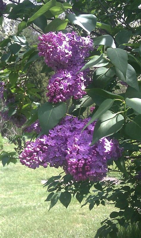 My Beautiful Lilacs Plants Beautiful Lilac