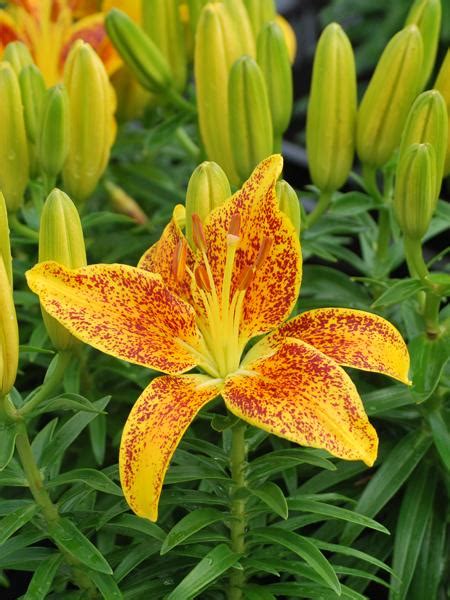 Lilium Lily Looks Tiny Parrot Dwarf Asiatic Hardy Lily Perennial