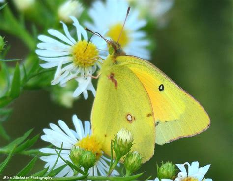 Clouded Yellow Butterfly Clouds Yellow Yellow Butterfly Clouds