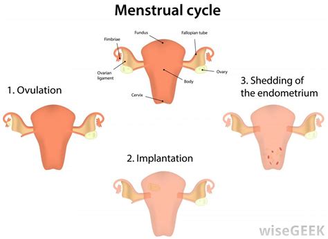 In this section, the length of menstrual cycle has been assumed to be 28 days. What are the Effects of Progesterone on Menstruation?