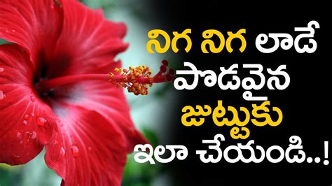 • first, add the hibiscus flower and leaves in a blender jar. Hibiscus leaves for Hair Growth | Benefits of Hibiscus ...