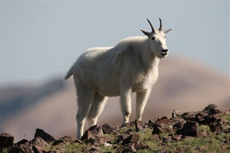 Backcountry Utahs Outdoor Adventure Journal See Mountain Goats In