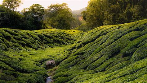 It's all lush green and clean. PENANG & CAMERON HIGHLANDS | Volonline