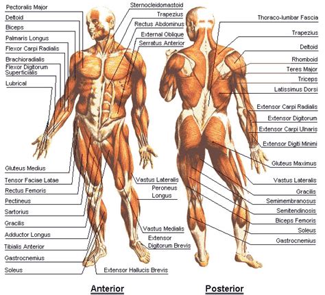 We did not find results for: muscles of the upper body labeled - ModernHeal.com