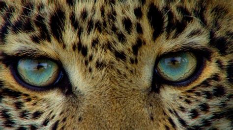 National Geographic Wilds Big Cat Month 2021 Features 7 Premiere