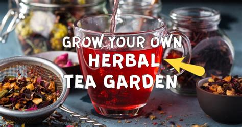 60 Herbal Plants To Grow For Homemade Tea Empress Of Dirt