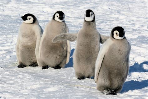 The Penguin Perspective Getting To Know The Emperor Penguins