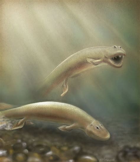 Tiktaalik Fossils Reveal How Fish Evolved Into Four Legged Land Animals