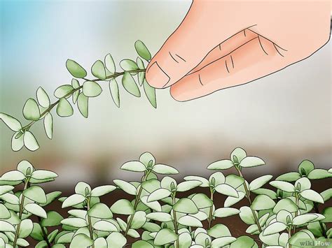 How To Prune Thyme 9 Steps With Pictures Wikihow Thyme Plant