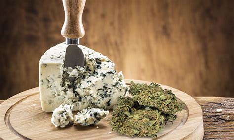 The Ultimate Guide To Cheese Cannabis Seeds Strain