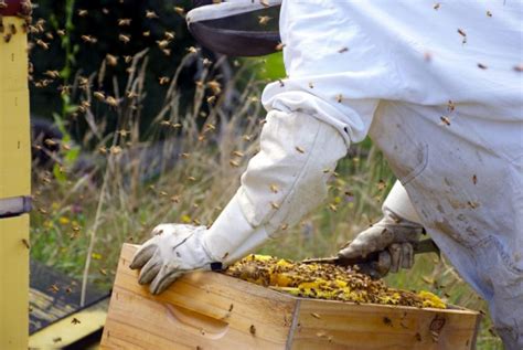 Bees Removal Melbourne Bee Swarm Nest Removal Call 03 9021 3752
