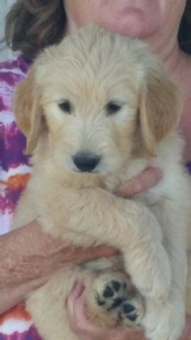 Find the perfect goldendoodle puppy for sale in california, ca at puppyfind.com. Goldendoodle Puppies F1b for Sale in Hemet, California ...